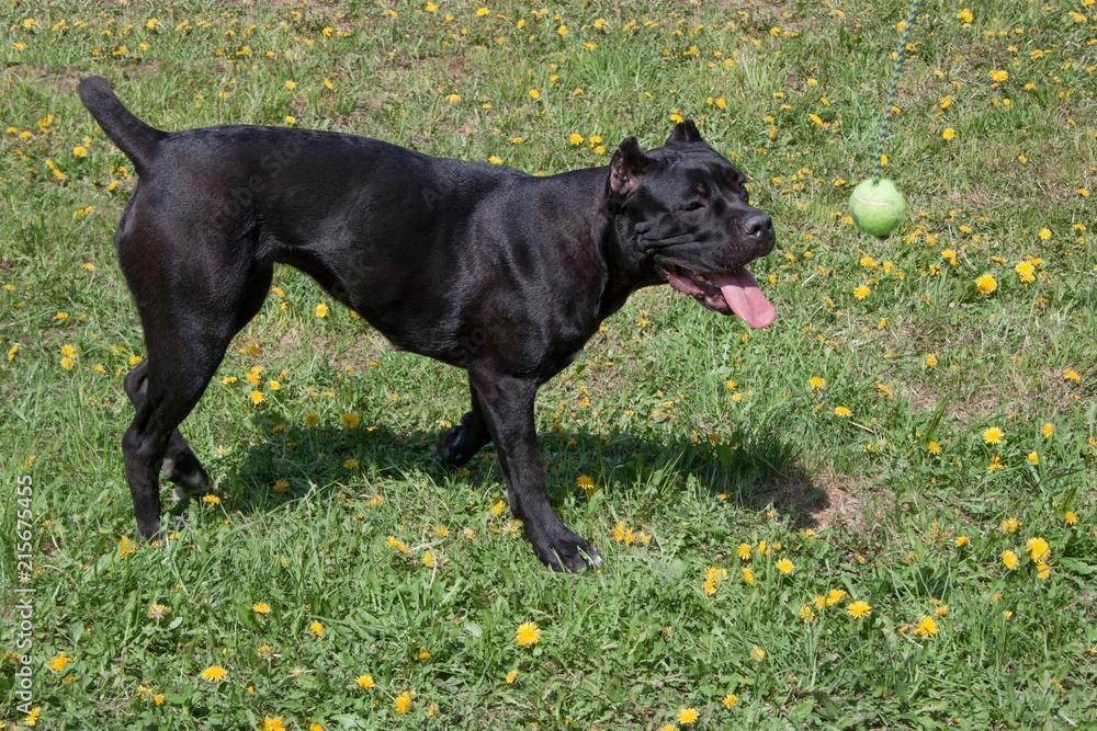 Cane corso puppy is walking on a green grass. Cane corso italiano or italian mastiff. Pet animals. Cane corso puppy is walking on a green grass. Cane corso italiano or italian mastiff. Pet animals.