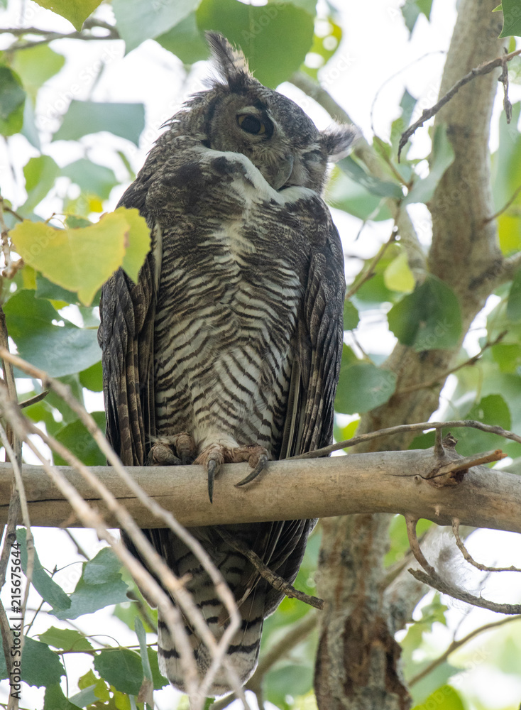 Great horned owl high in a tree Great horned owl high in a tree