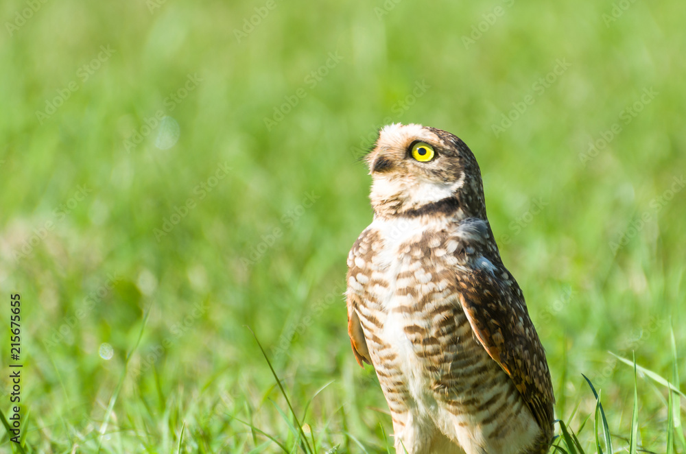 Beautiful owl (Glaucidium minutissimum) on top of a grass. Beautiful owl (Glaucidium minutissimum) on top of a grass.