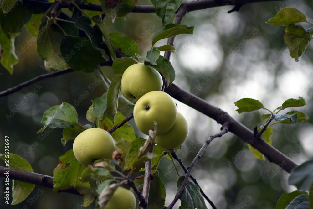 Green apples hang on the tree in the garden . Green apples hang on the tree in the garden .