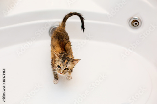 a hollow cat in a white bath after bathing in shock from washing and wants to run away