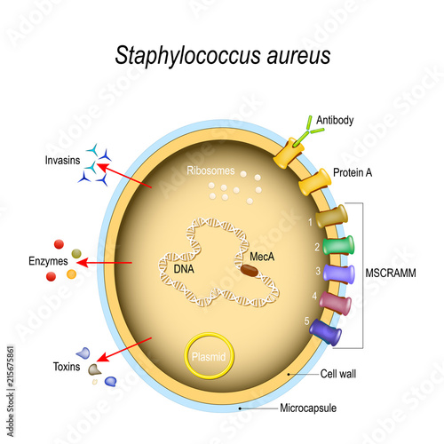 Staphylococcus aureus cell structure and pathogenic factors