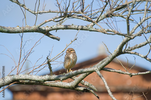 Beautiful owl (Glaucidium minutissimum) on top of a tree.