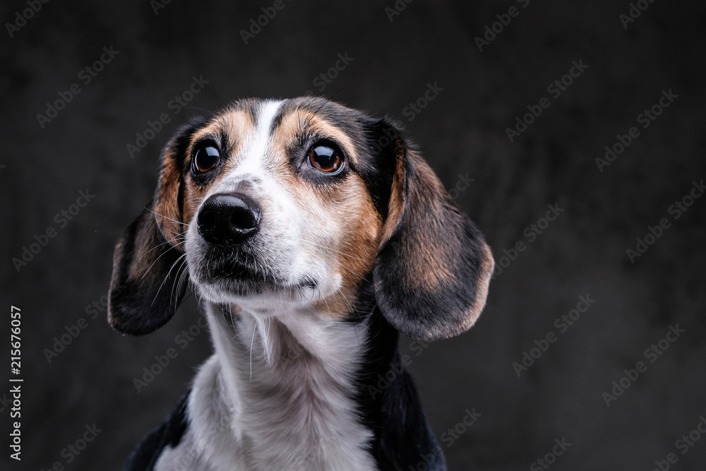 Portrait of a cute little beagle dog isolated on a dark background.