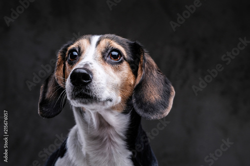 Portrait of a cute little beagle dog isolated on a dark background. © Fxquadro