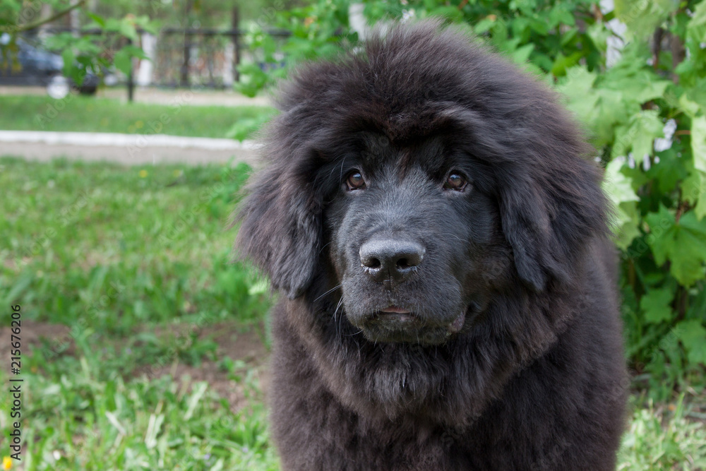 Fototapeta premium Cute newfoundland puppy is sitting on a green grass.
