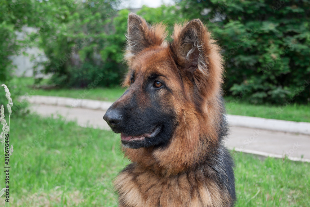 Longhair sheepdog is sitting on the green meadow. Pet animals. Longhair sheepdog is sitting on the green meadow. Pet animals.