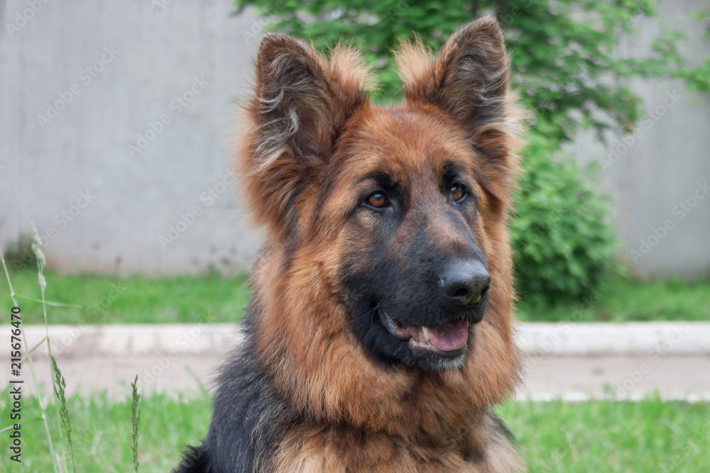 Longhair sheepdog is sitting on the green grass. Pet animals. Longhair sheepdog is sitting on the green grass. Pet animals.