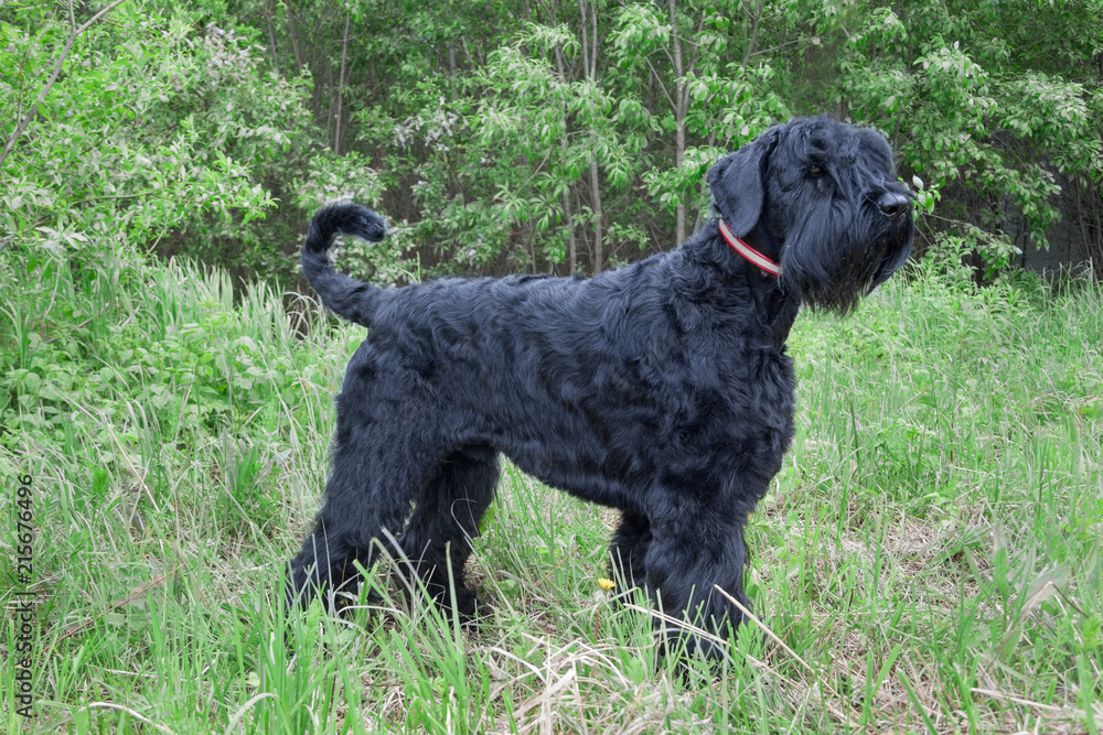 Black russian terrier is standing on the green meadow. Pet animals.