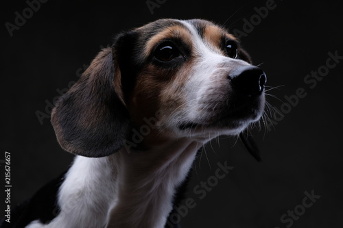 Portrait of a cute little beagle dog isolated on a dark background.