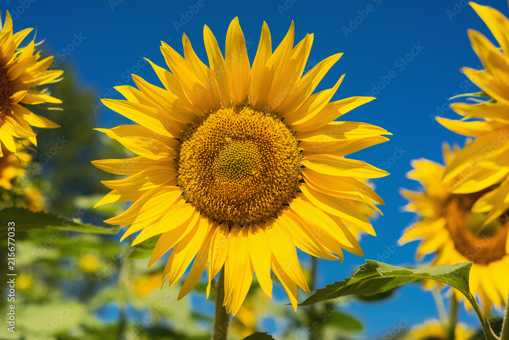 Sunflower field landscape Sunflower field landscape