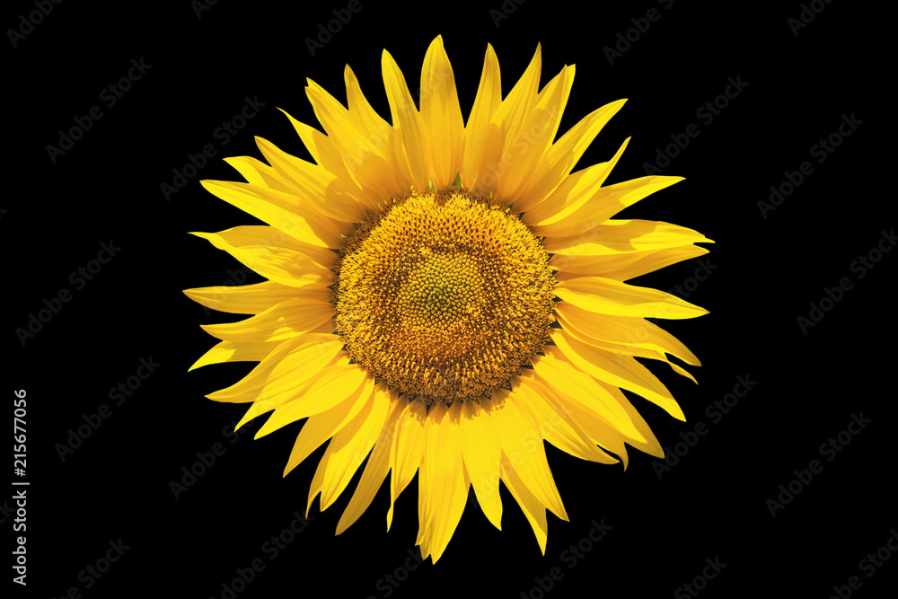 Obraz premium Sunflower on black isolated background