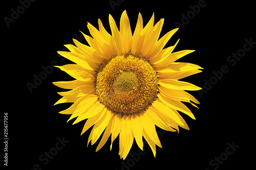 Fototapeta Naklejka Na Ścianę i Meble -  Sunflower on black isolated background
