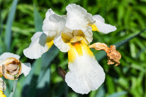 Fototapeta Naklejka Na Ścianę i Meble -  Decorative white iris blossoms in garden