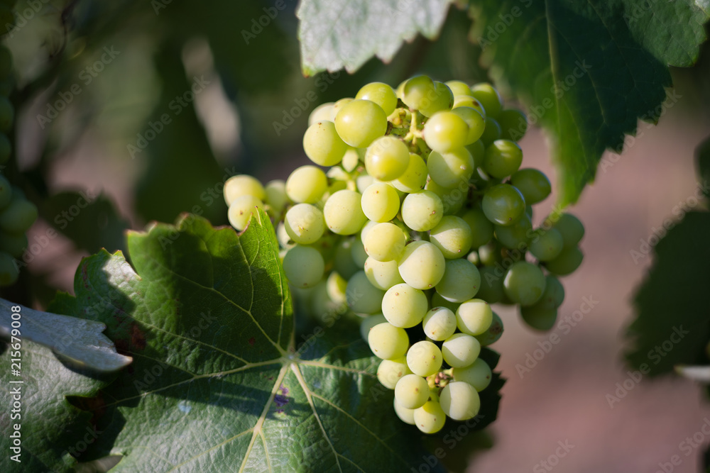 custom made wallpaper toronto digitalGrapes ready to be picked up somewhere in Catalonia