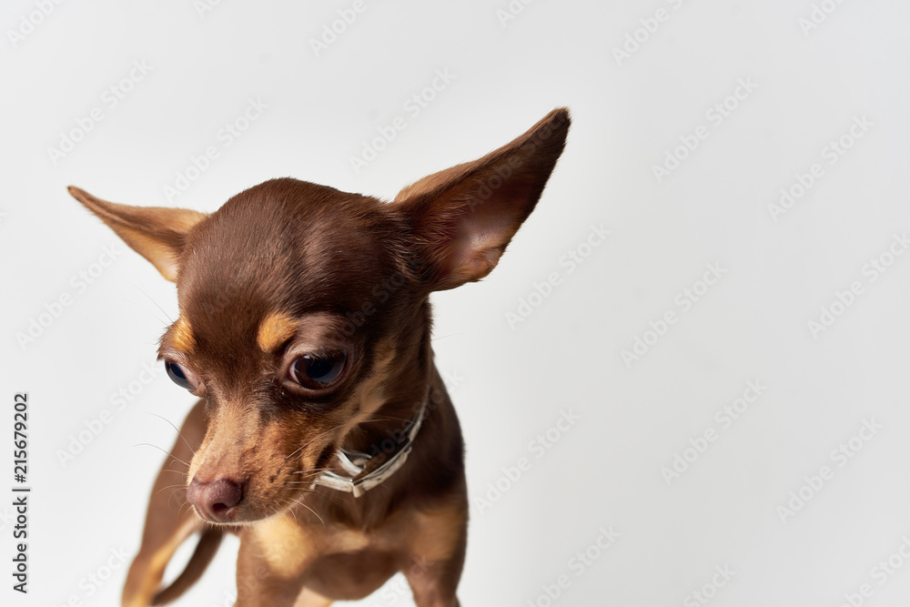 brown dog on a light background