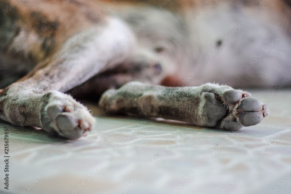Selective focus of old dog's paws for animal and pet concept