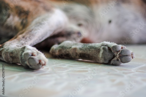 Selective focus of old dog'...
