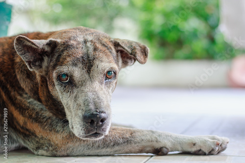 Portrait of sick dog with mydriasis symptoms or pupils to dilate that cause blindness for pet healthcare concept