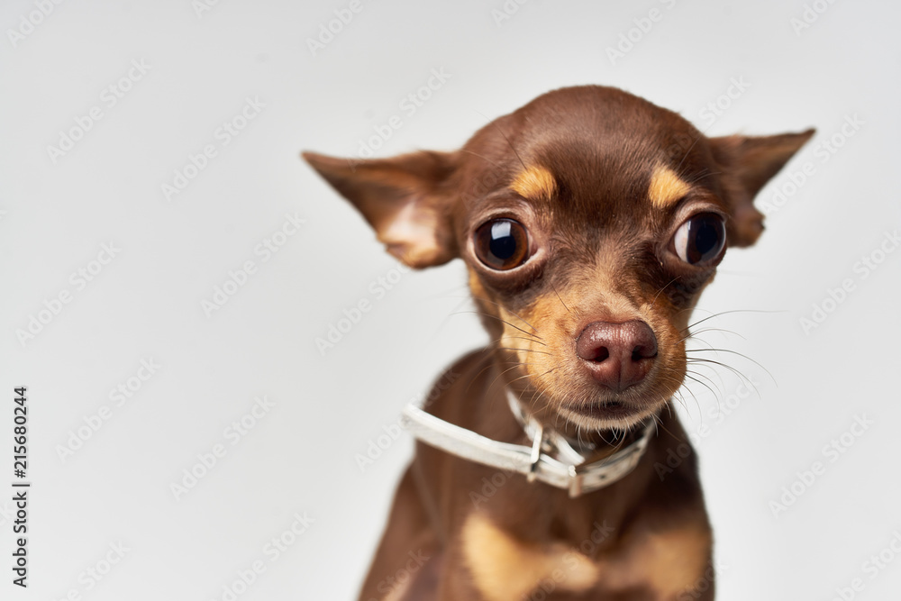 small dog animal small dog animal
