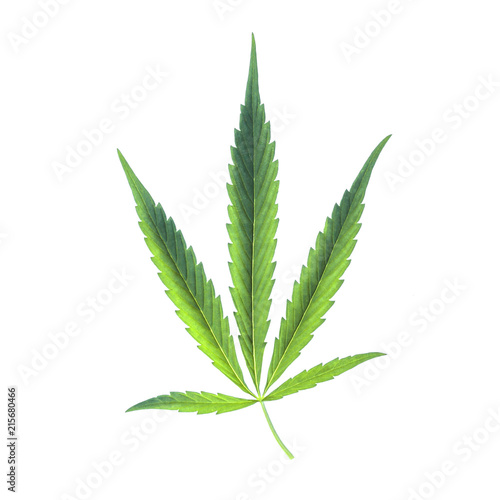 Cannabis leaf isolated on white background. Ganja Marijuana Weed hemp for design advertising medicine.