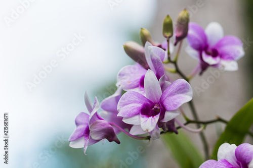 beautiful orchid flower in garden