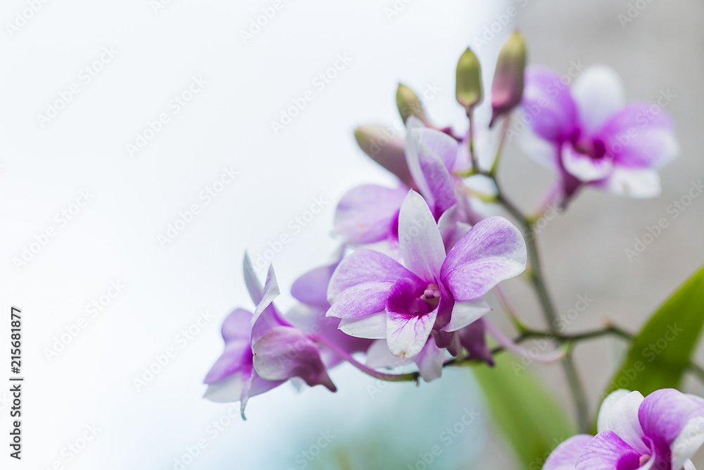 beautiful orchid flower in garden