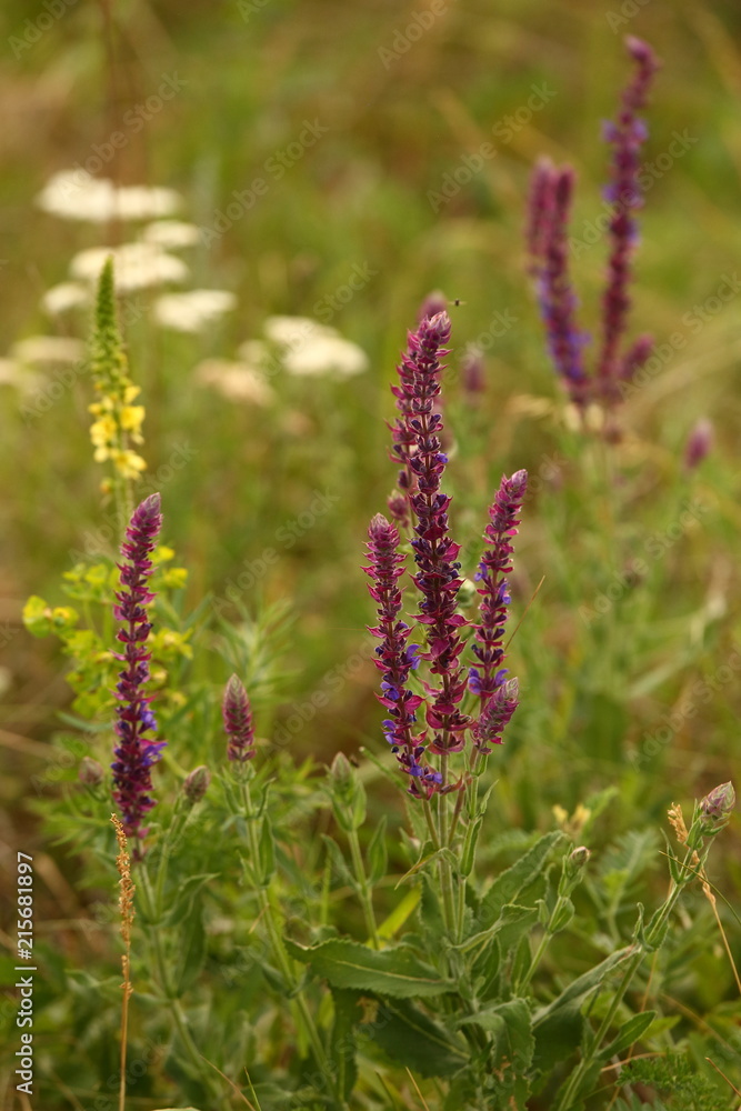 The Lavender plant blossoms in a meadow, in a field. The Lavender plant blossoms in a meadow, in a field.