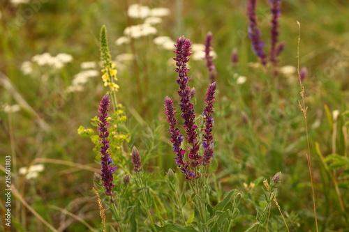 The Lavender plant blossoms in a meadow, in a field.