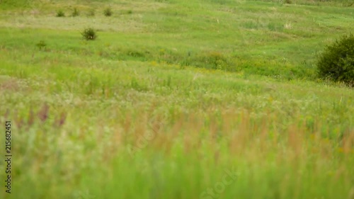 Wheat, ear plants on summer field. Russia. Country life. Nature. video