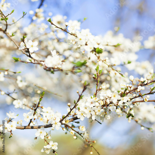 Spring beauty background. Blooming white Flowers of trees on the blue sky background