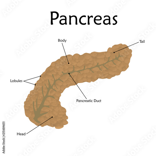 Pancreas with a description. Anatomy vector flat illustration. White background.
