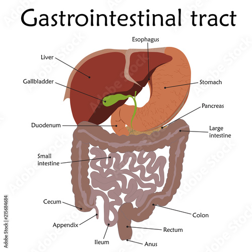 Human gastrointestinal tract with a description. Anatomy vector flat illustration. White background.
