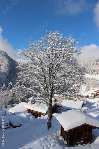 Arbre Enneigé