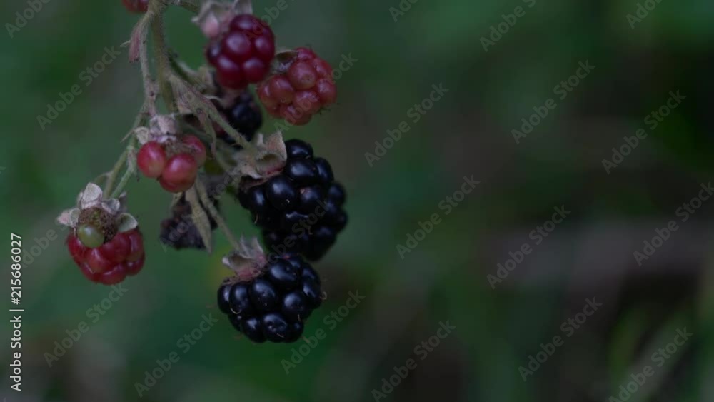 Ripe wild blackberry picking - (4K) Ripe wild blackberry picking - (4K)