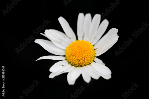 Daisy on black