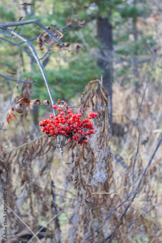 A hand of rowan berries in the late autumn, amid fading forest.