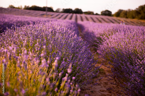 lavender field at sunset