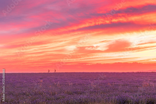 fiery sunset in a lavender field