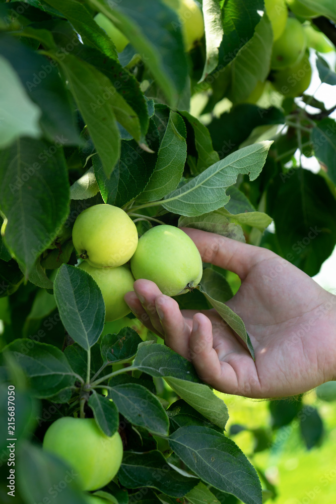 Gardener hand picking green apples. hand reaches for the fruit on the tree Gardener hand picking green apples. hand reaches for the fruit on the tree