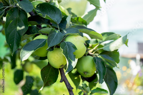 large ripe apples clusters hanging heap on a tree branch in orchard
