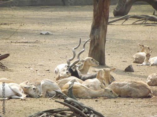 national zoological park  photo