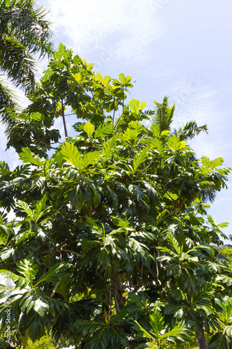 The ripe breadfruits hanging at the tree. There are many breadfruit trees around.