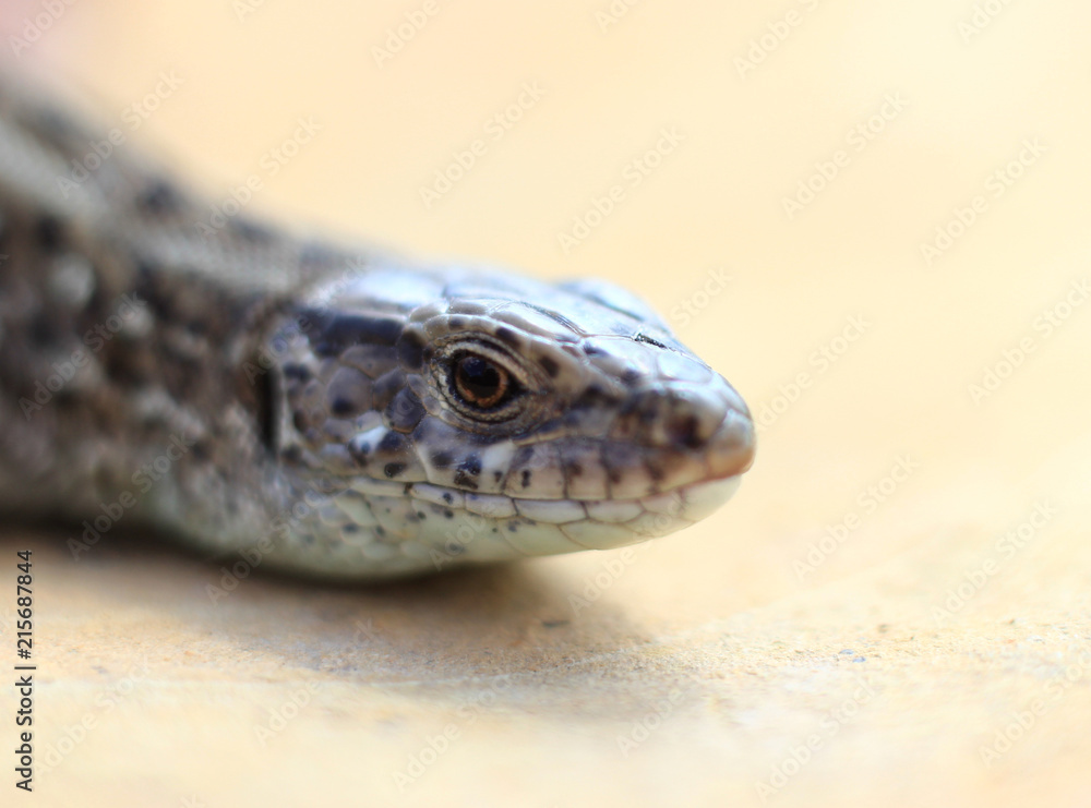 a curious lizard with a gaze