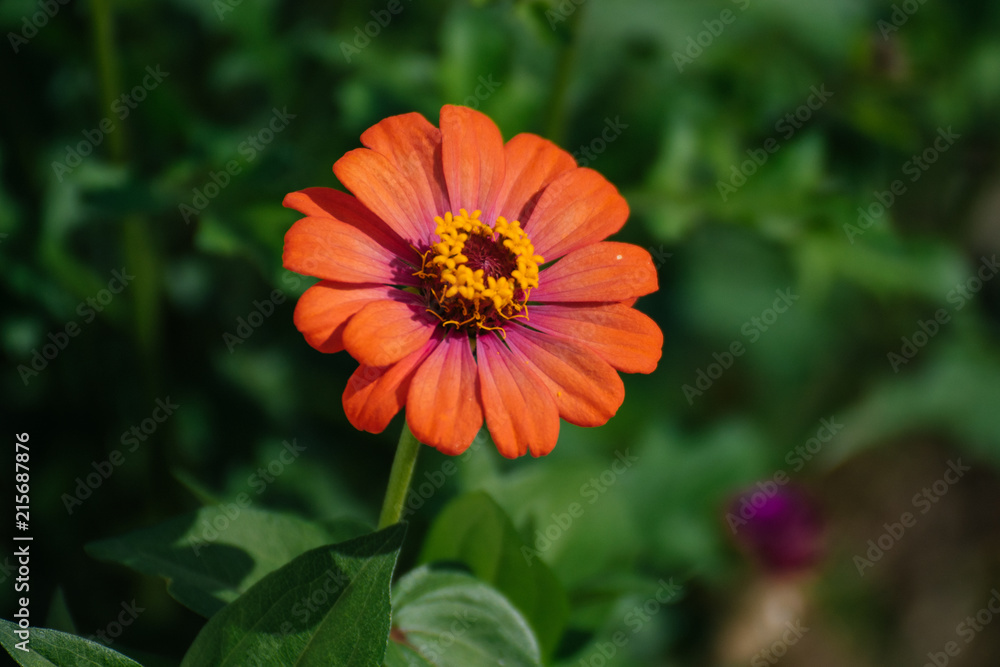 Chrysanthemum flower in dark green background Chrysanthemum flower in dark green background