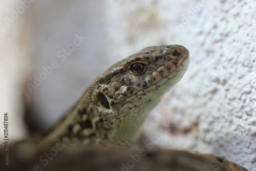 a curious lizard with a gaze