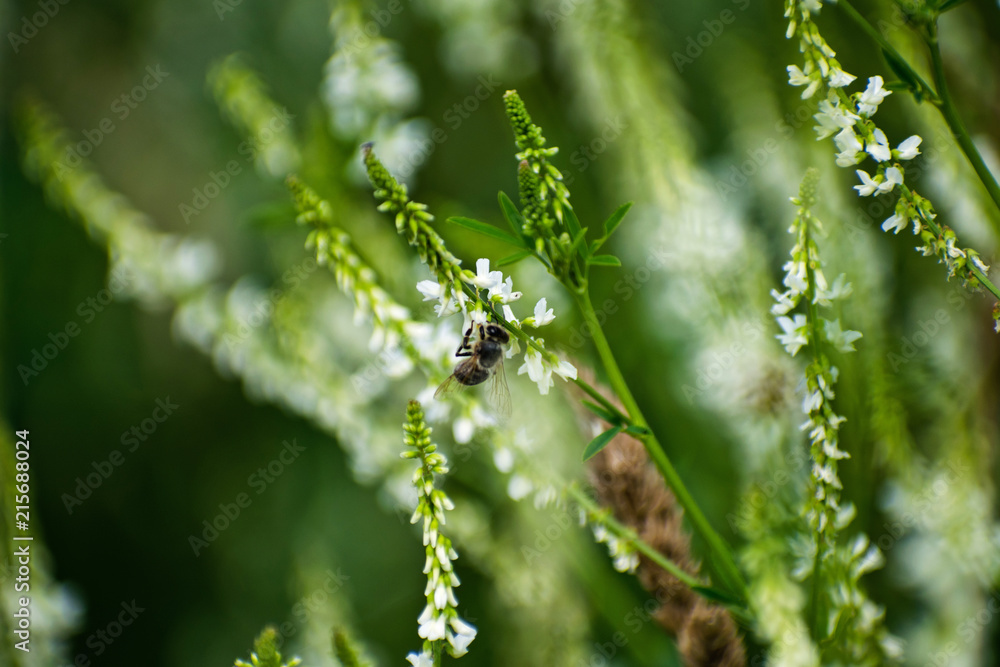 Fly on wild flower pollens with green background. Fly on wild flower pollens with green background.