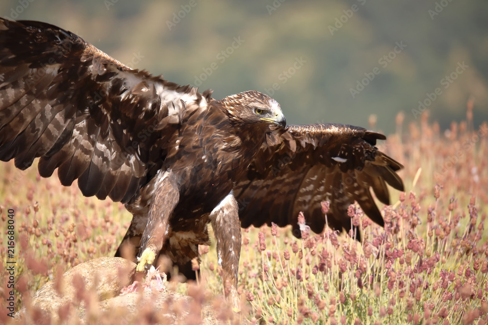 Golden eagle with open wings (Aquila chrysaetos) Golden eagle with open wings (Aquila chrysaetos)