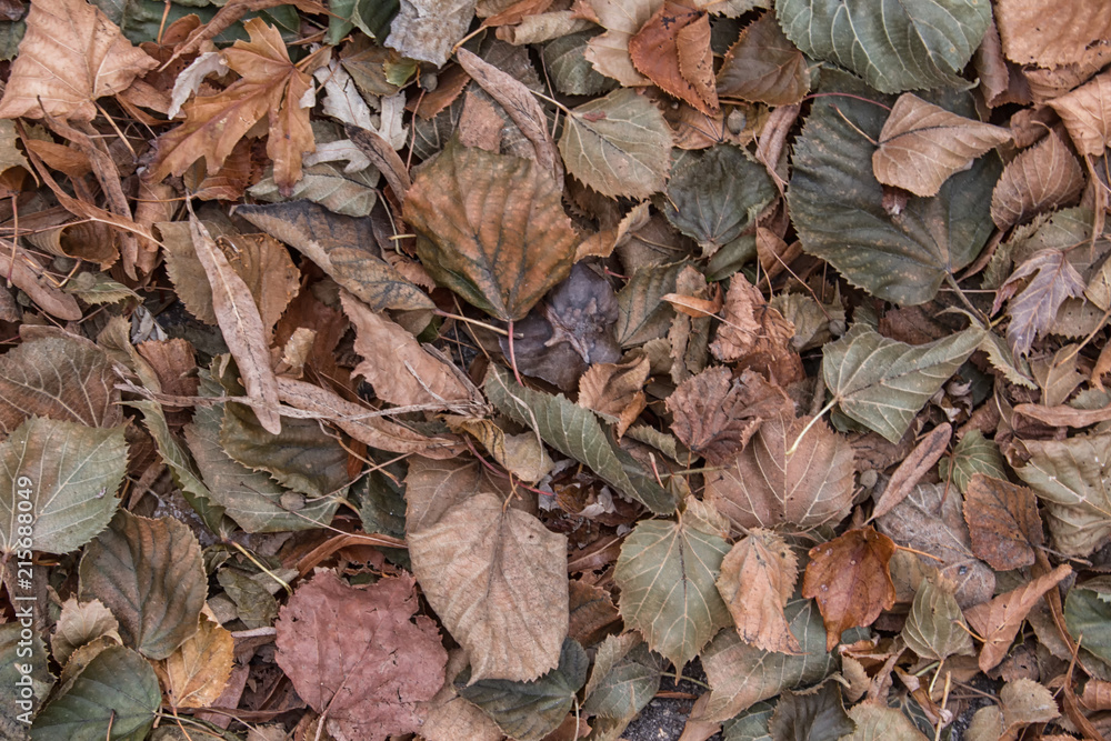 Dry Leaves Dry Leaves