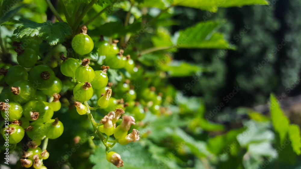 Berries Berries